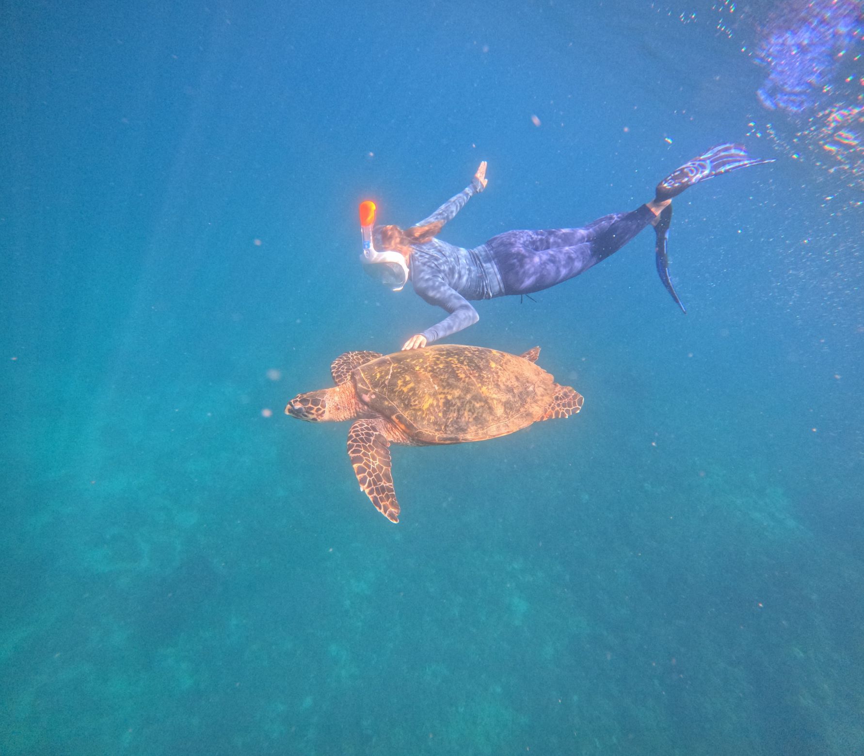 Underwater Paradise with turtles and coral