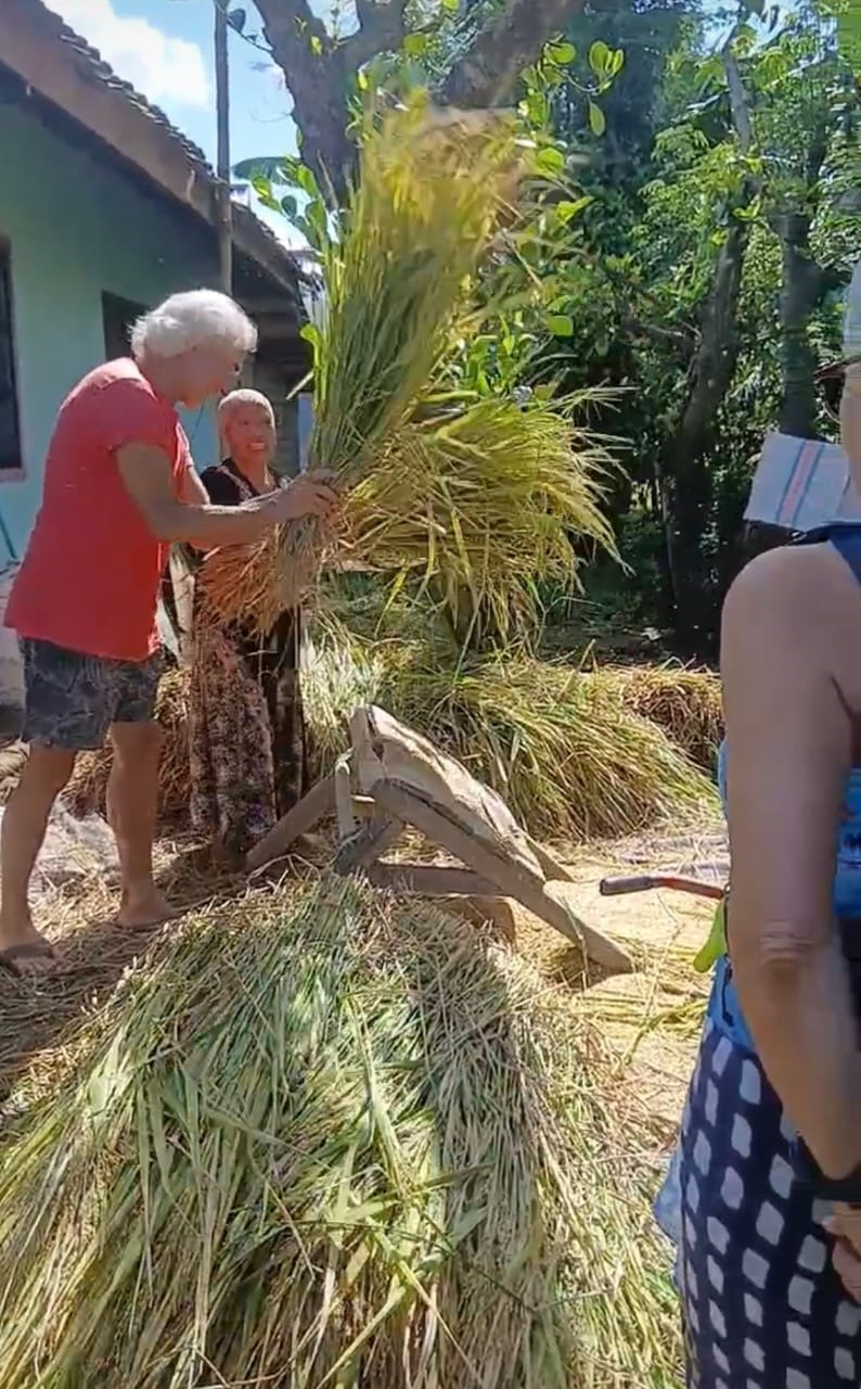  a traditional Sasak rice Farming