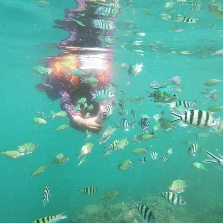 Vibrant underwater life while snorkeling