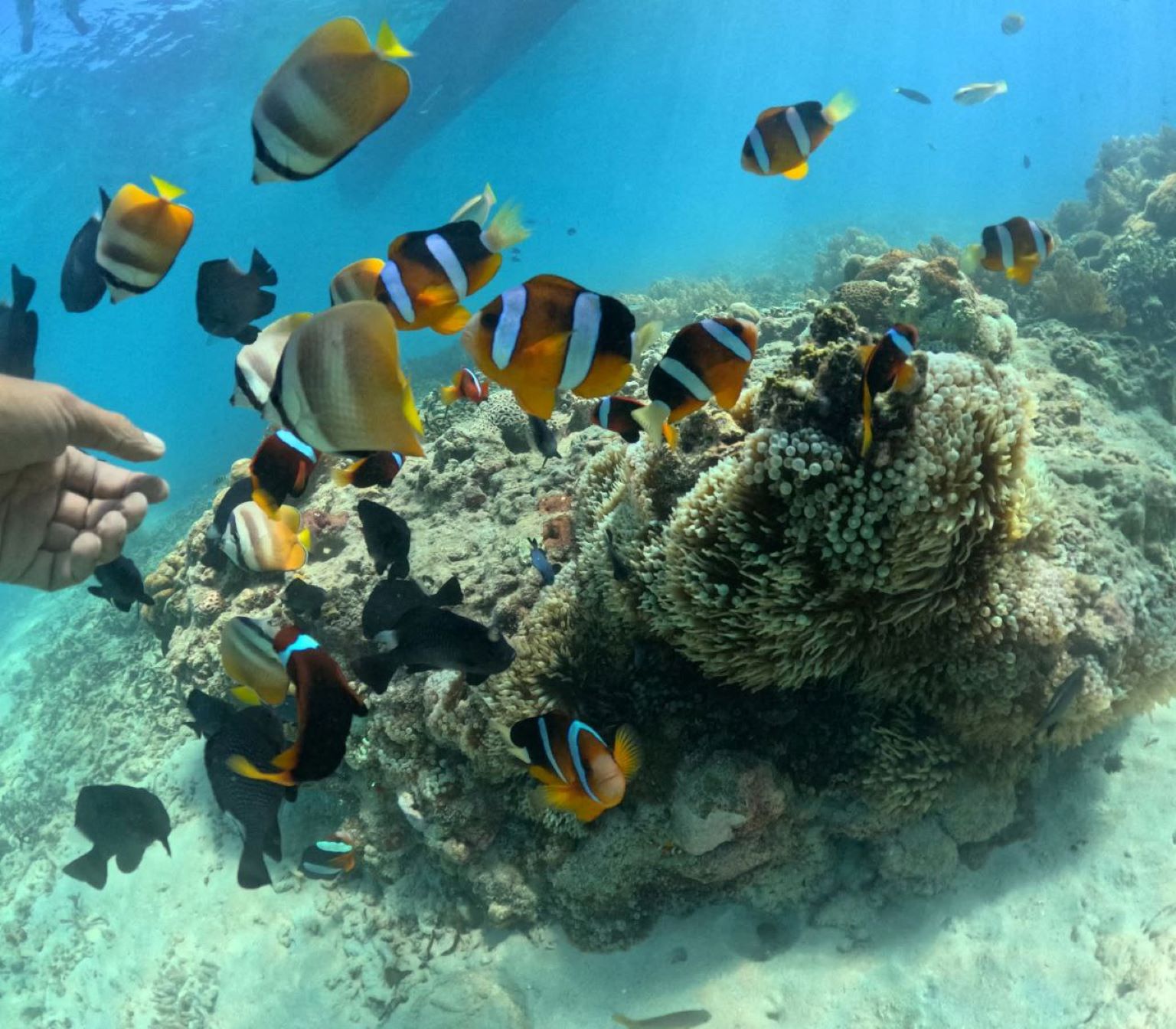 Snorkeling paradise at Gili Nanggu